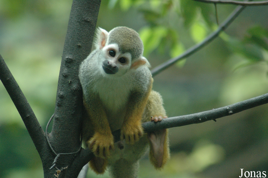 Chengdu Zoo
