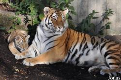 Zoo København