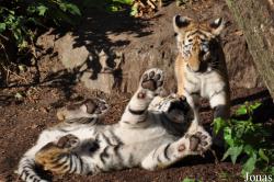 Zoo København