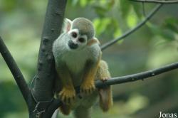 Chengdu Zoo