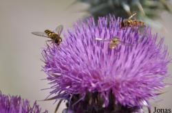 Hymenoptera non identifié