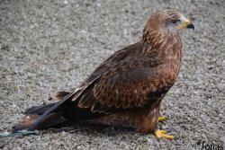 Hochwildschutzpark Hunsrück Rheinböllen