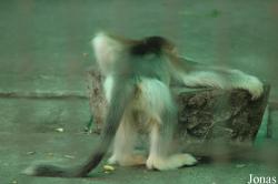 Chengdu Zoo