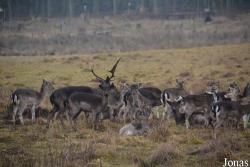 Hochwildschutzpark Hunsrück Rheinböllen