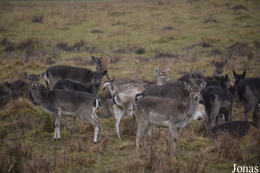 Hochwildschutzpark Hunsrück Rheinböllen
