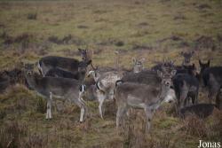 Hochwildschutzpark Hunsrück Rheinböllen