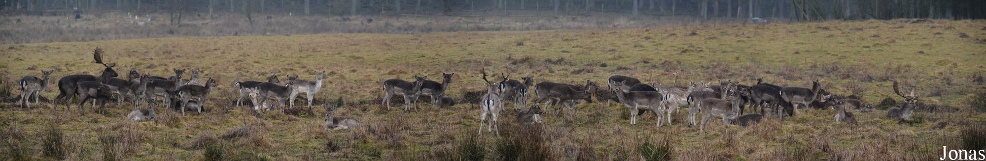 Hochwildschutzpark Hunsrück Rheinböllen