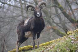 Hochwildschutzpark Hunsrück Rheinböllen