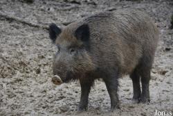 Hochwildschutzpark Hunsrück Rheinböllen