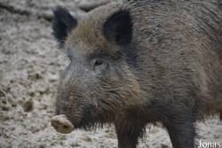 Hochwildschutzpark Hunsrück Rheinböllen