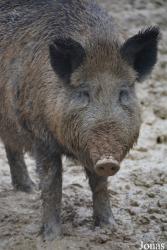Hochwildschutzpark Hunsrück Rheinböllen