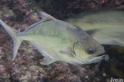 Aquàrium Municipal Santa Pola