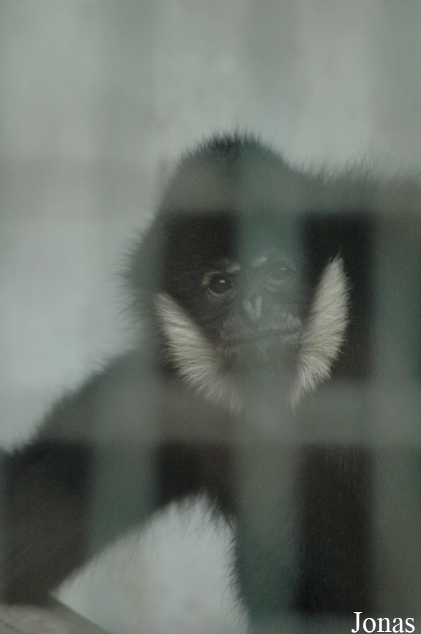 Chengdu Zoo