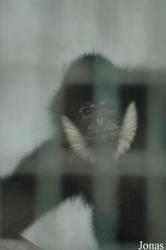 Chengdu Zoo