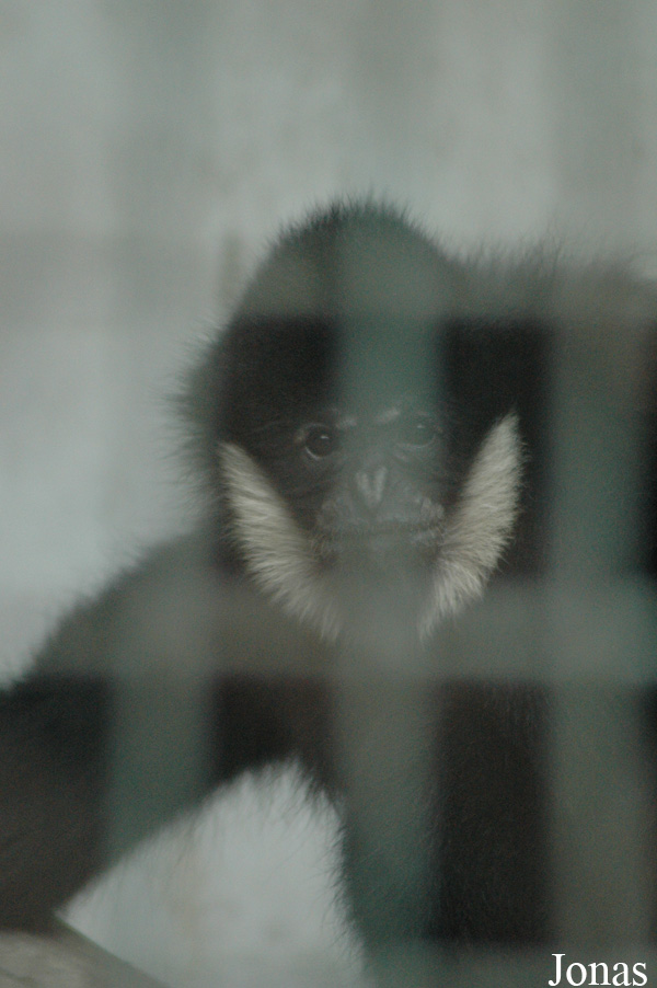 Chengdu Zoo