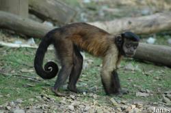 Sapajus apella