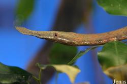 Langaha madagascariensis