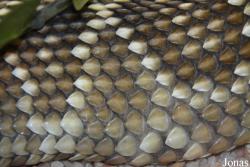 Crotalus molossus nigrescens