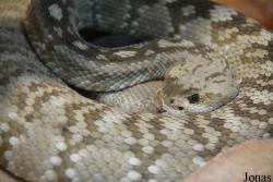 Crotalus molossus