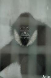 Chengdu Zoo