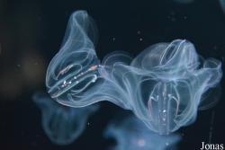 Tentaculata