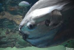 Oceanogràfic