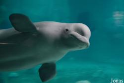 Oceanogràfic