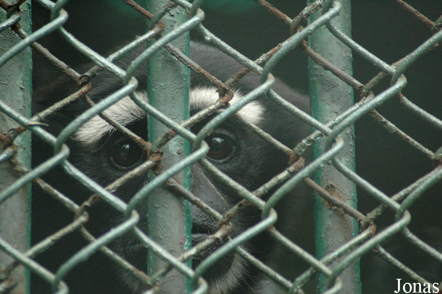 Chengdu Zoo