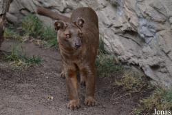 Bioparc Valencia