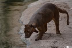 Bioparc Valencia