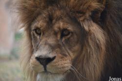 Bioparc Valencia