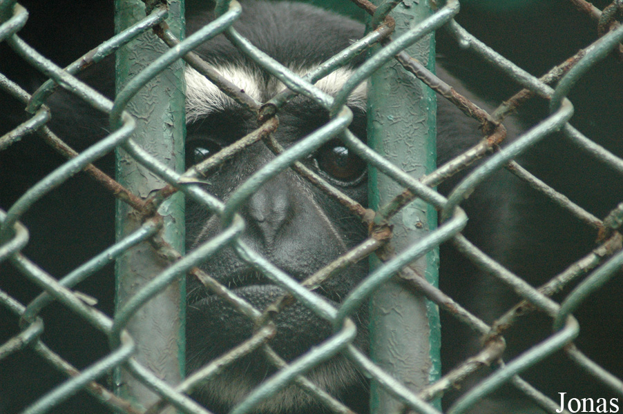 Chengdu Zoo