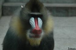 Chengdu Zoo