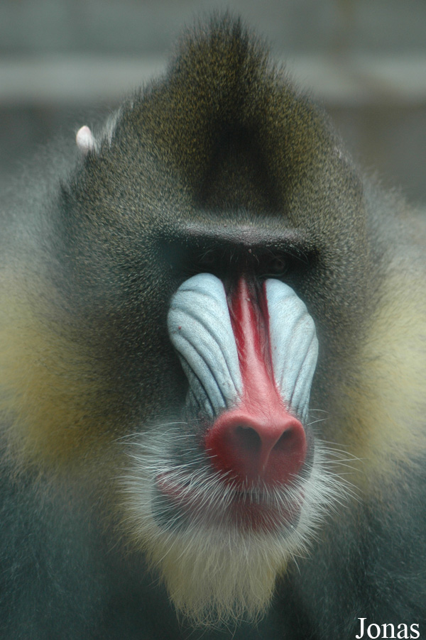 Chengdu Zoo