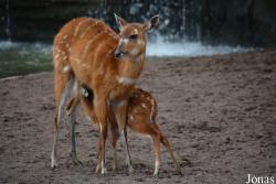 Bioparc Valencia