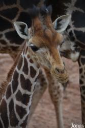 Bioparc Valencia