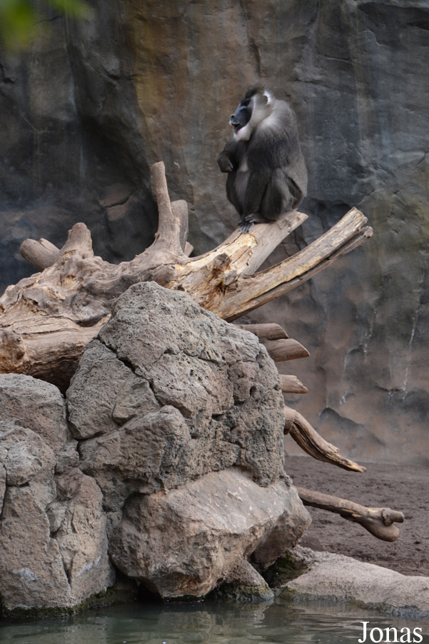 Bioparc Valencia