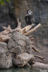 Bioparc Valencia
