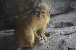 Bioparc Valencia