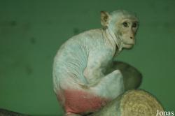Chengdu Zoo