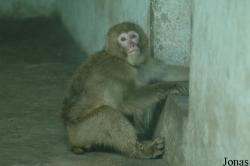 Chengdu Zoo