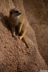 Bioparc Valencia