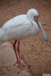Bioparc Valencia