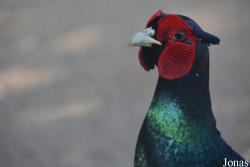 Tierpark Birkenheide