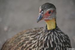 Tierpark Birkenheide