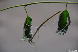 Diapheromeridae