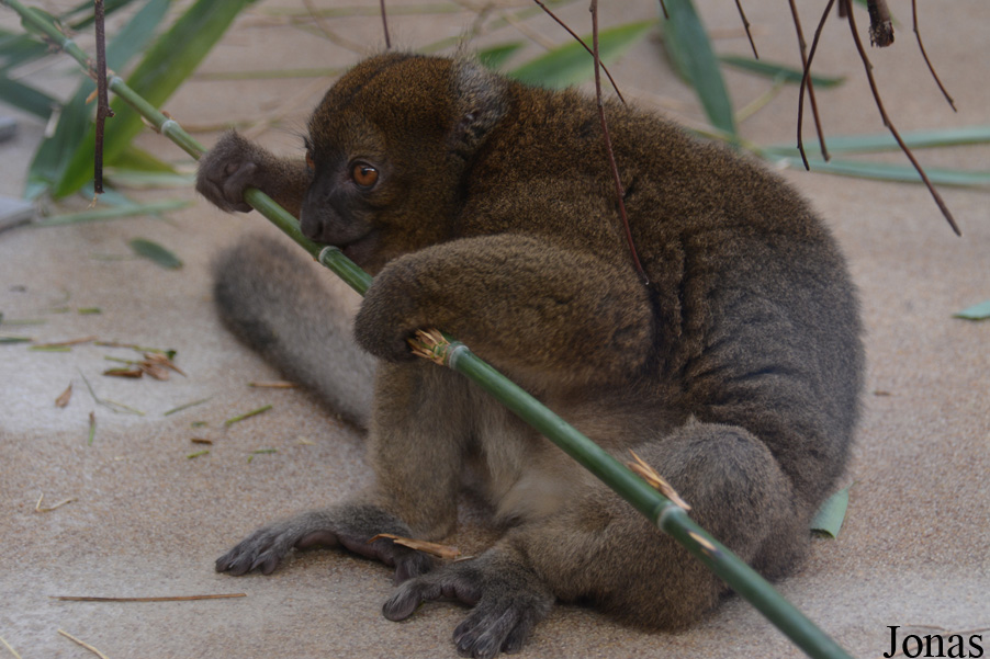 Kölner Zoo