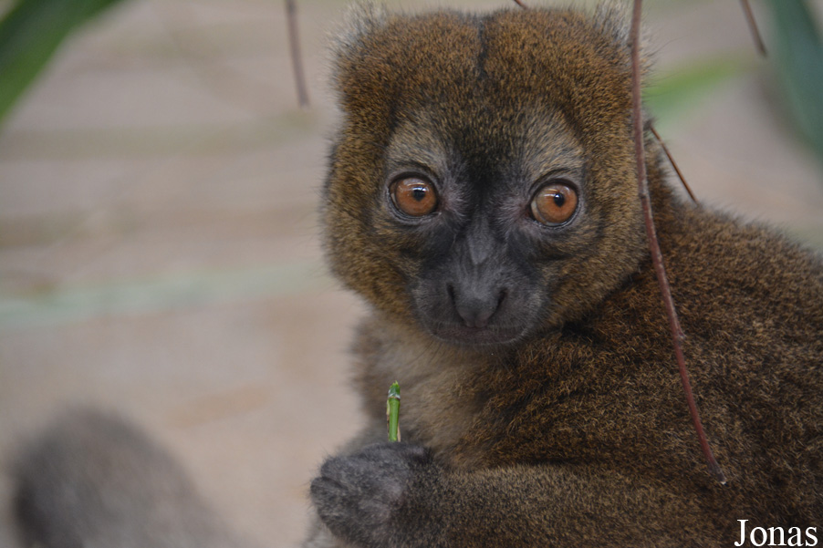 Kölner Zoo