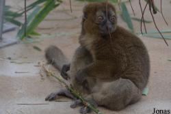 Kölner Zoo