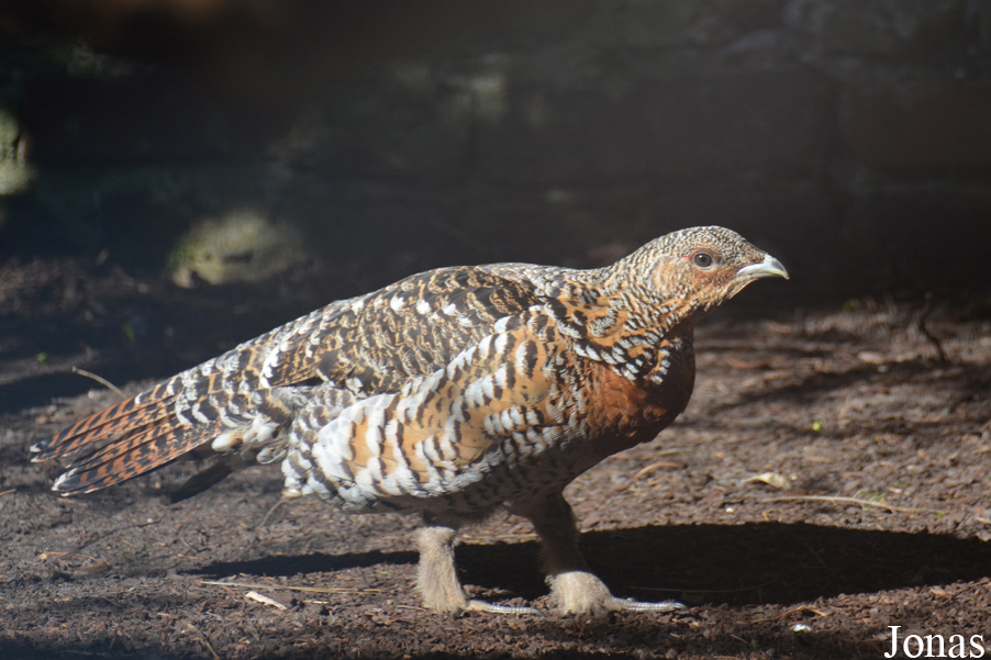 Kölner Zoo